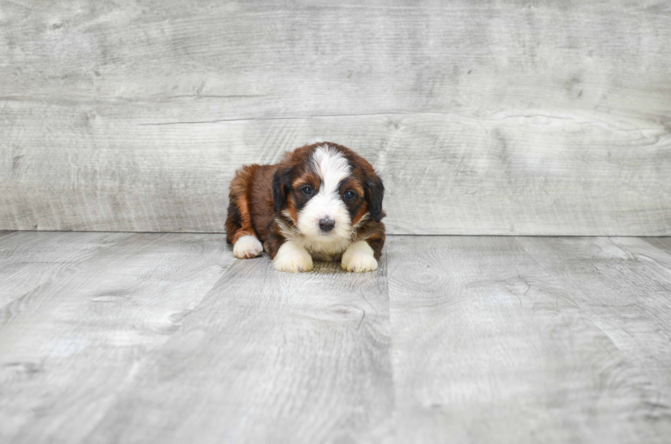 Mini Bernedoodle Pup Being Cute