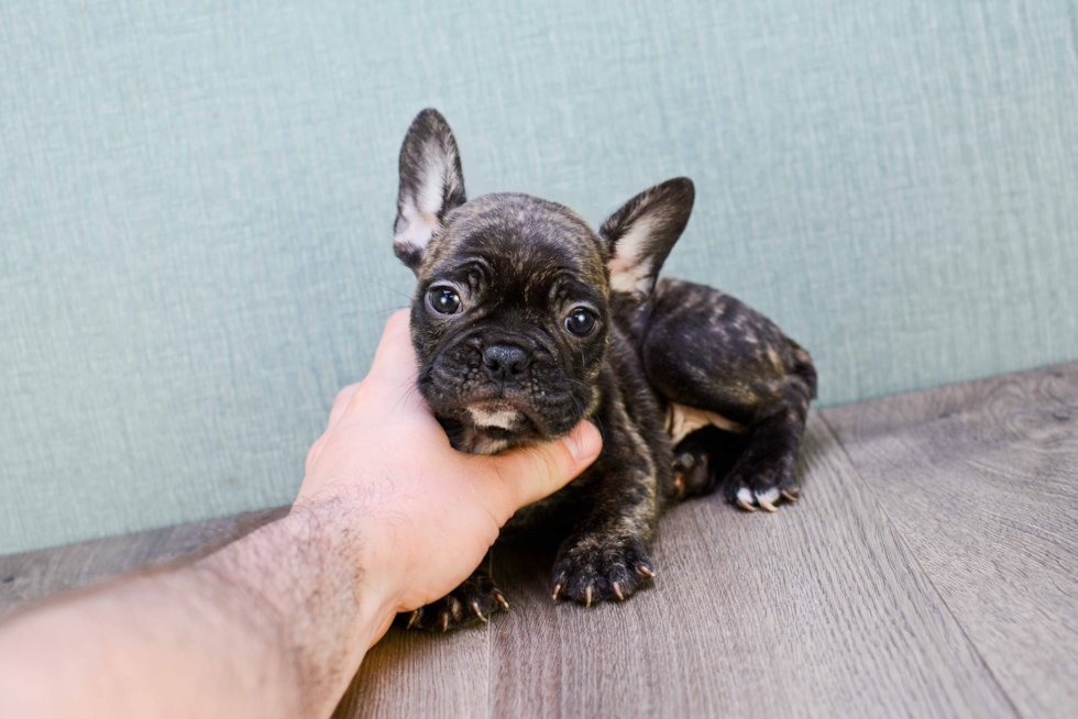 Energetic Frenchie Purebred Puppy