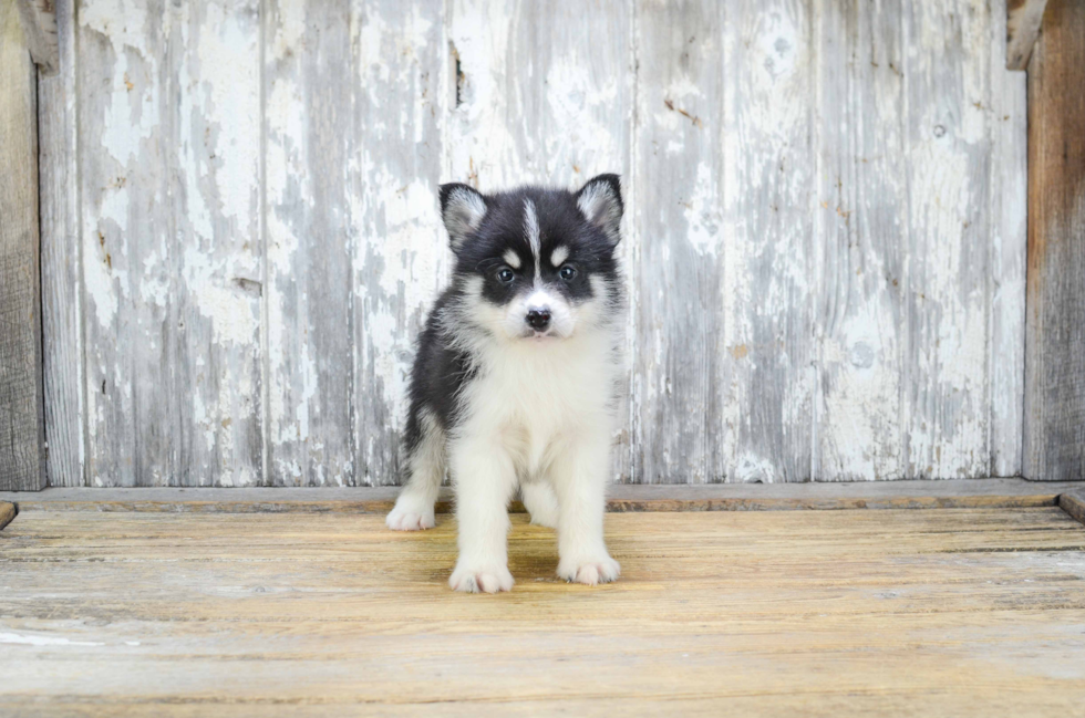 Pomsky Puppy for Adoption