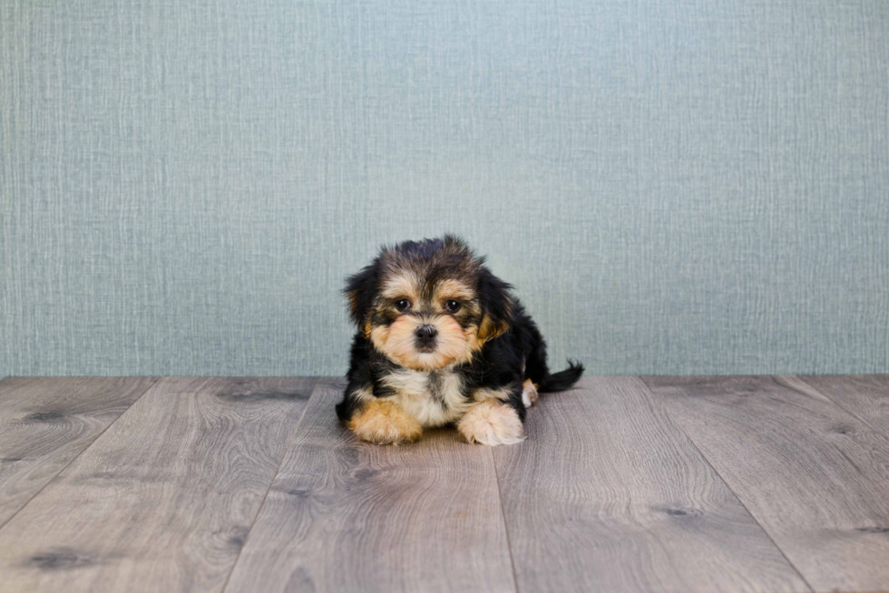 Friendly Morkie Baby