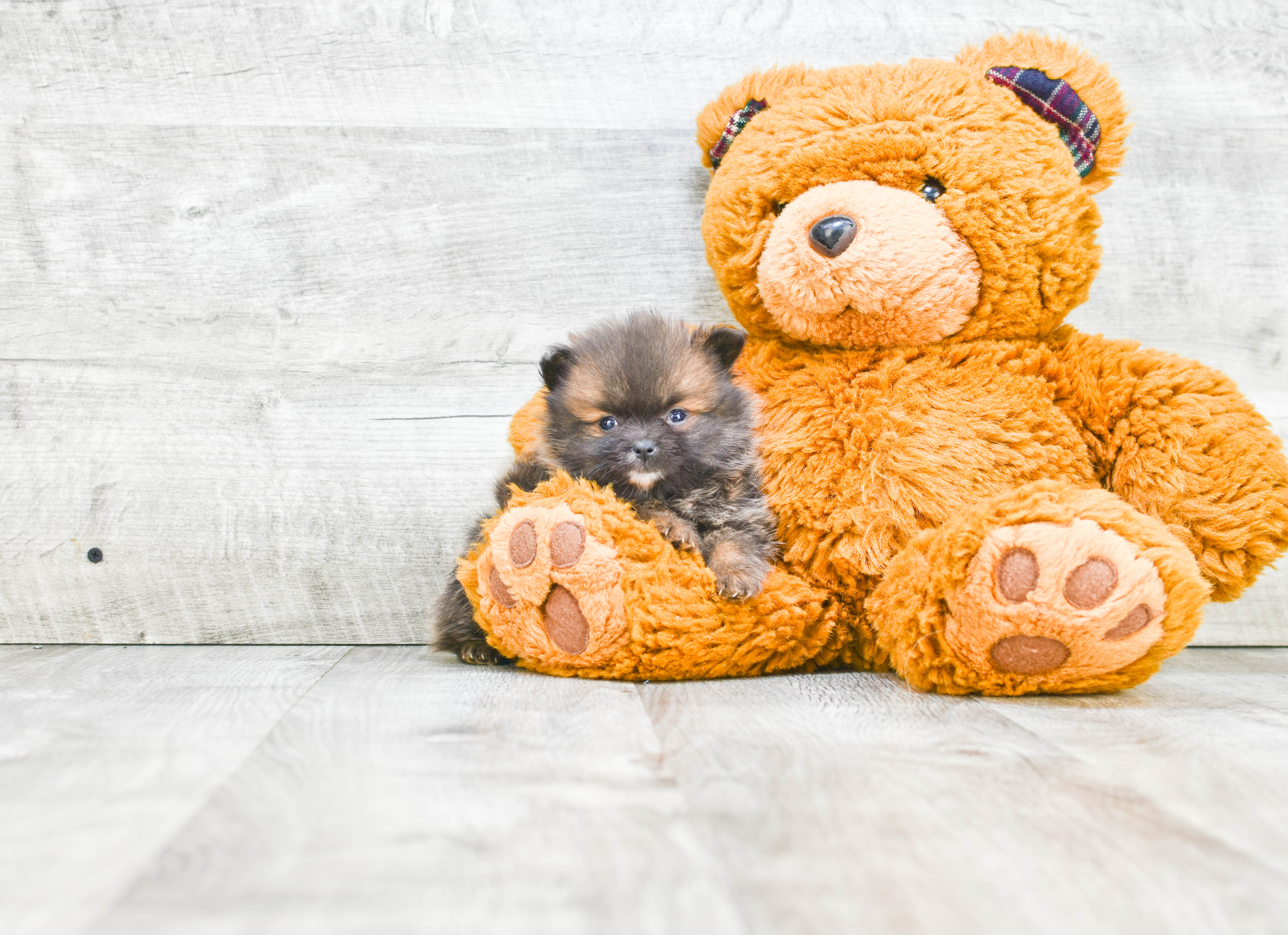 Best Pomeranian Baby