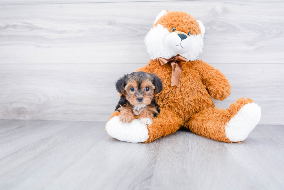 Energetic Yorkie Doodle Poodle Mix Puppy