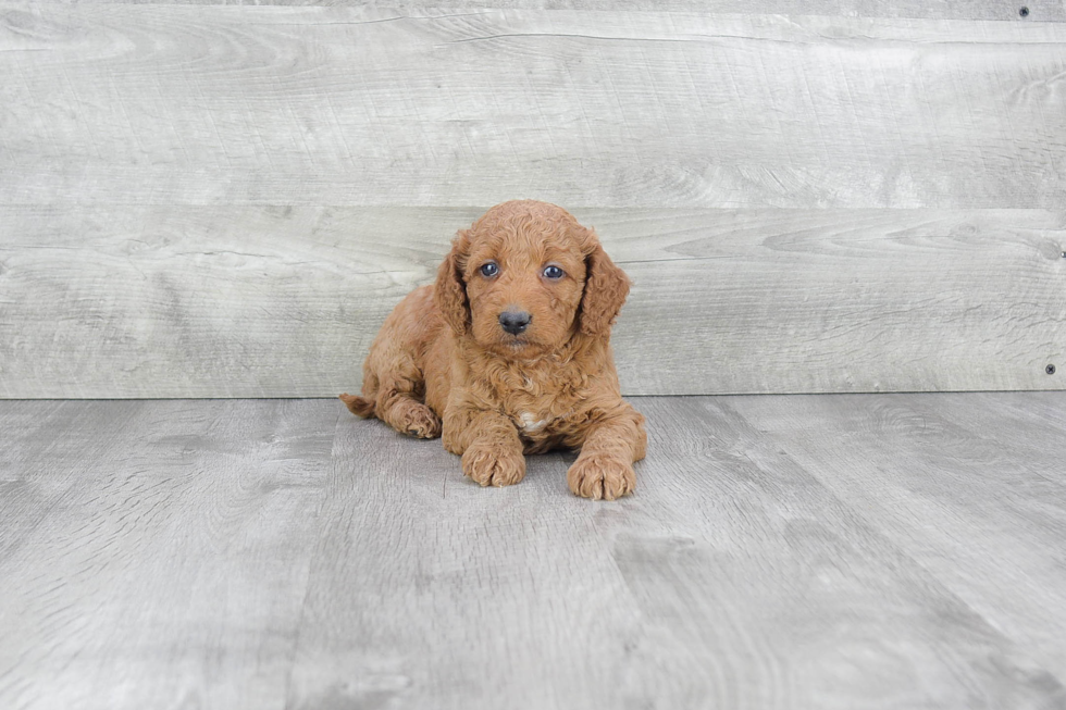 Funny Mini Goldendoodle Poodle Mix Pup