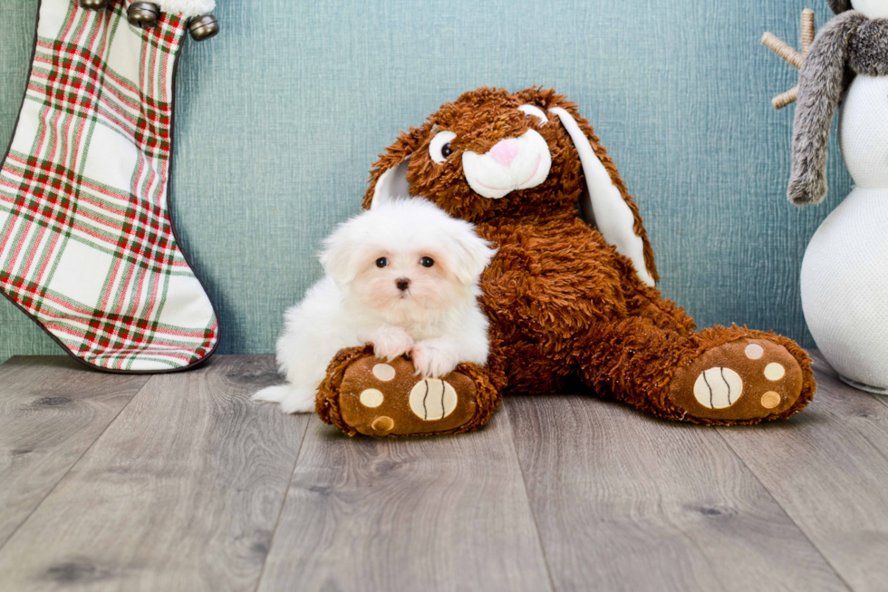 Fluffy Maltese Purebred Puppy