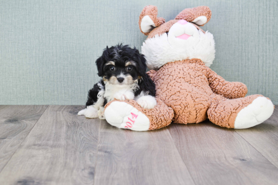 Sweet Cavachon Baby