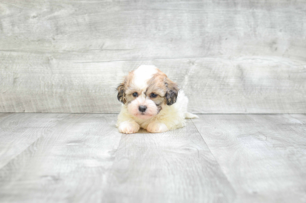 Teddy Bear Pup Being Cute