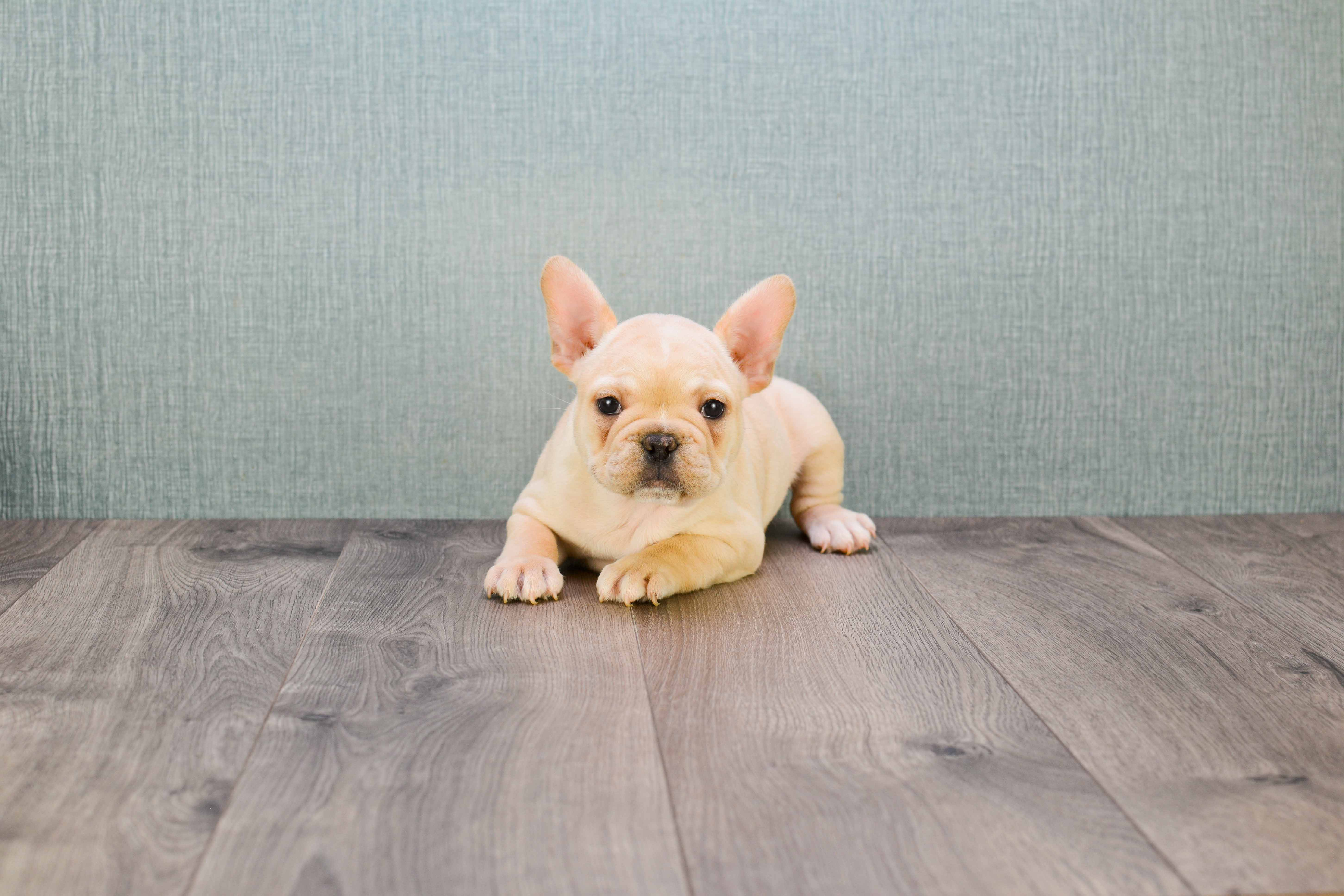 Cute Frenchie Purebred Puppy