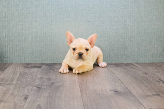 Cute Frenchie Purebred Puppy