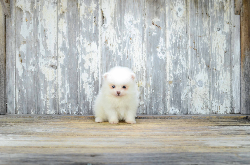 Sweet Pomeranian Purebred Puppy