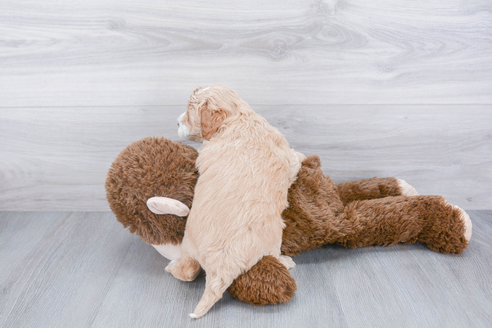 Adorable Golden Retriever Poodle Mix Puppy