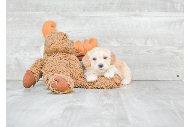 Happy Maltipoo Baby