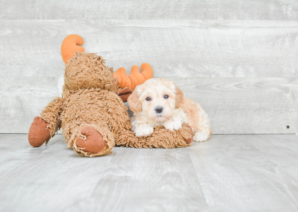 Happy Maltipoo Baby