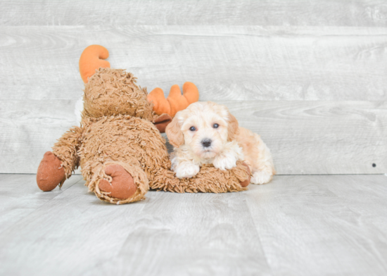 Happy Maltipoo Baby