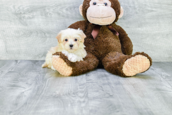 Fluffy Maltipoo Poodle Mix Pup