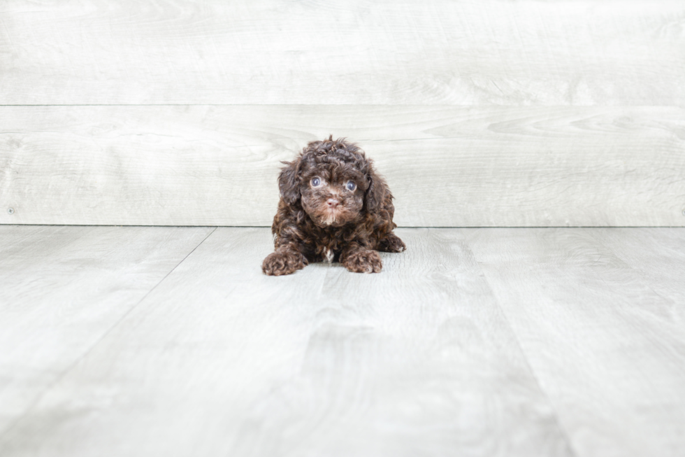 Poodle Puppy for Adoption