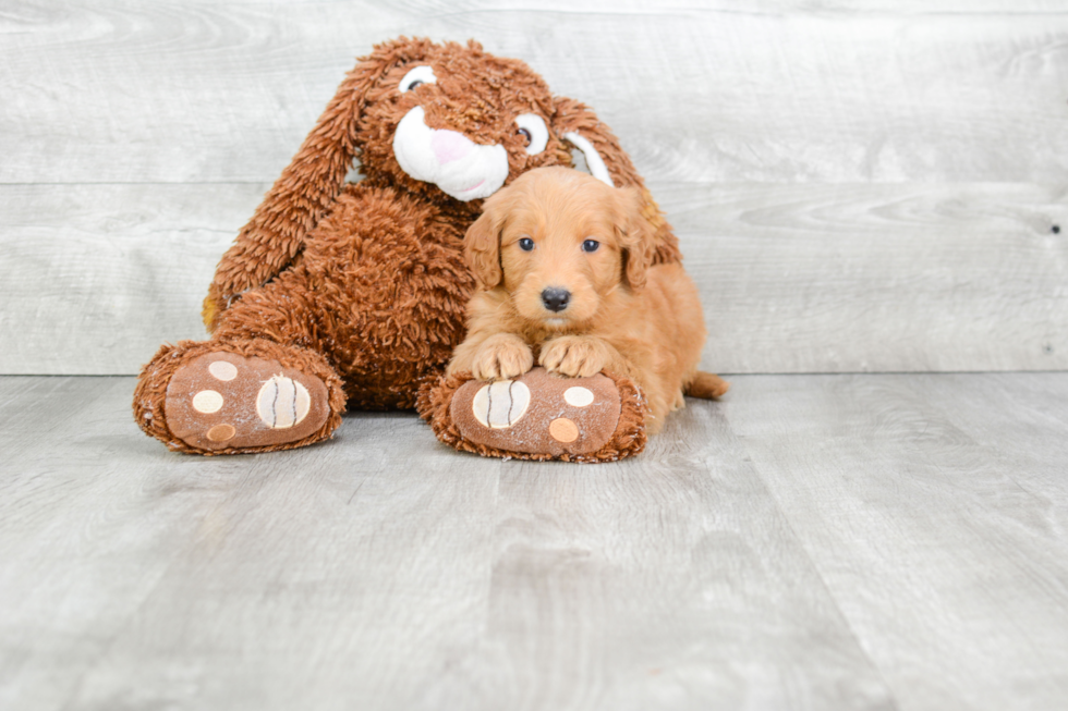 Cute Mini Goldendoodle Baby