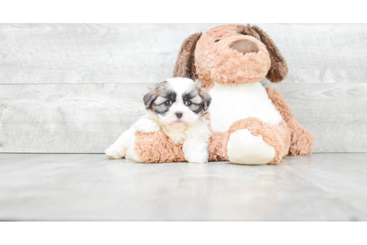 Teddy Bear Pup Being Cute