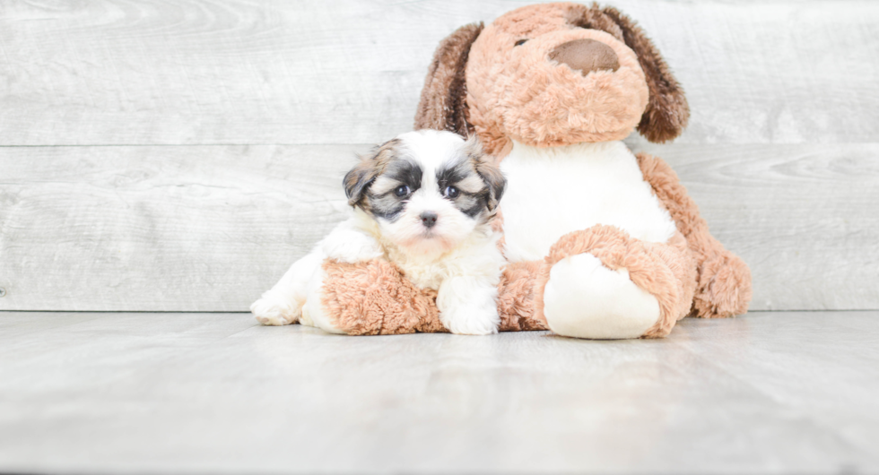 Teddy Bear Pup Being Cute