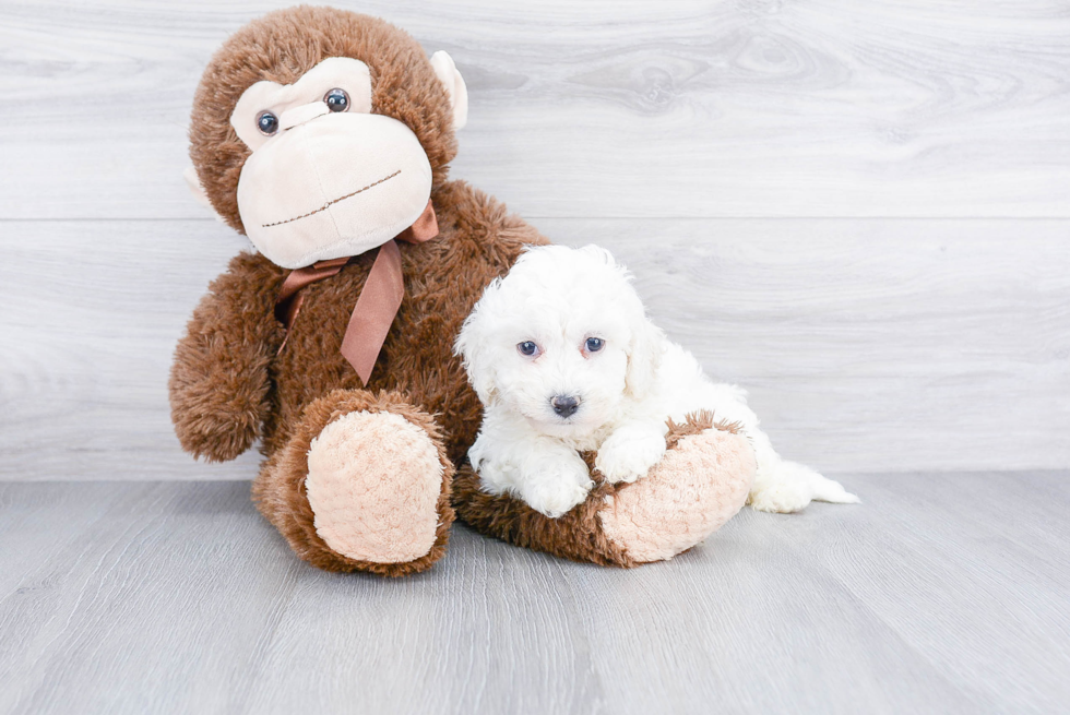 Bichon Frise Pup Being Cute