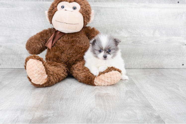 Cute Pomeranian Purebred Puppy