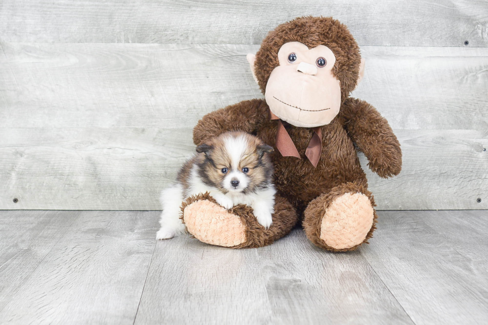 Cute Pomeranian Purebred Puppy