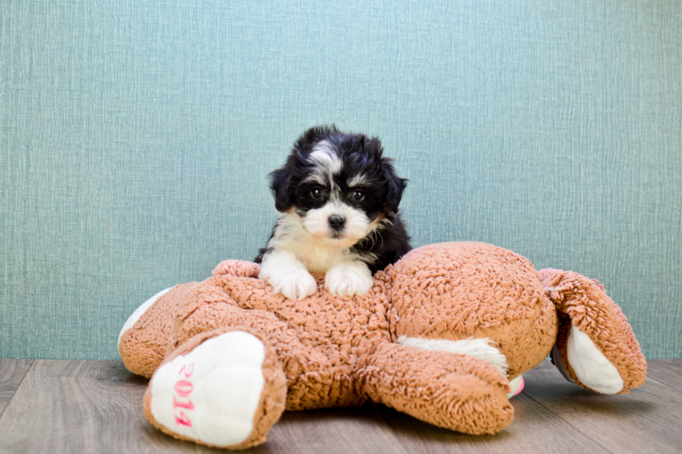 Cute Teddy Bear Baby