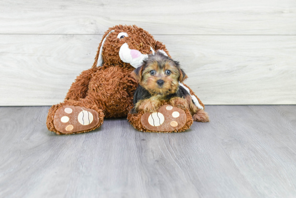 Meet Annika - our Yorkshire Terrier Puppy Photo 