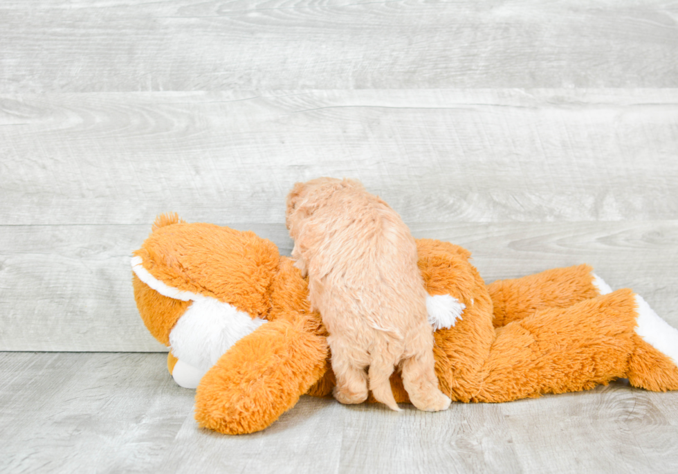 Popular Maltipoo Poodle Mix Pup