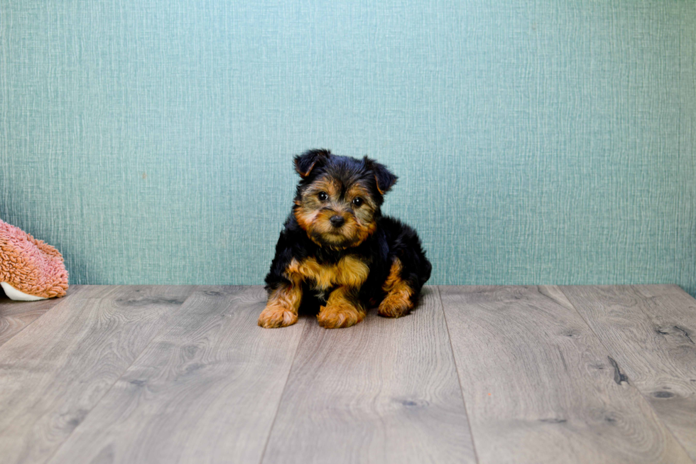 Meet Snickers - our Yorkshire Terrier Puppy Photo 