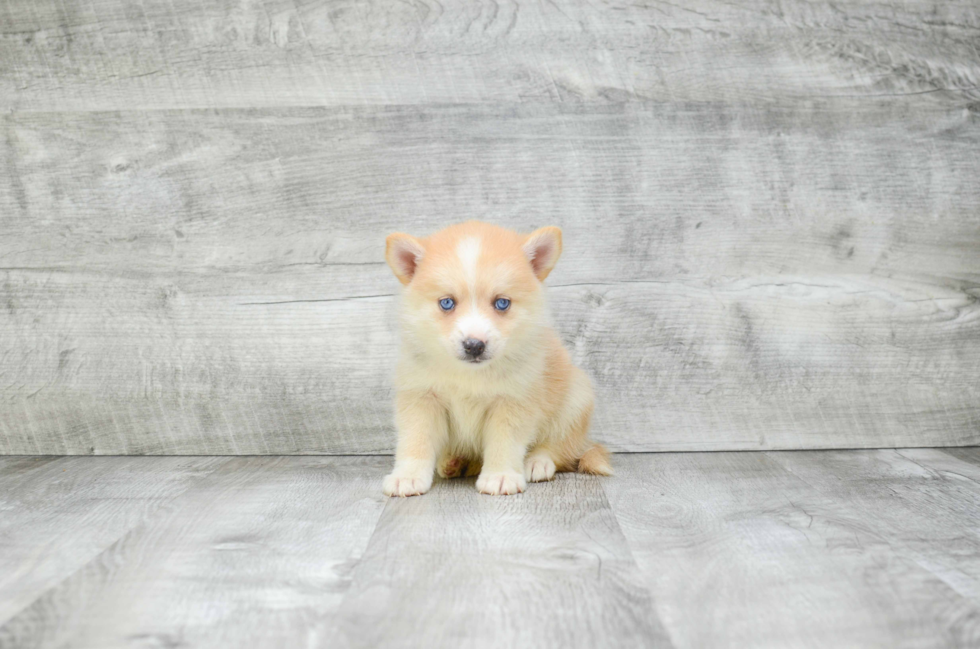 Pomsky Puppy for Adoption