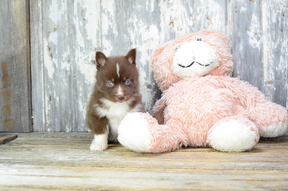 Adorable Mini Husky Designer Puppy