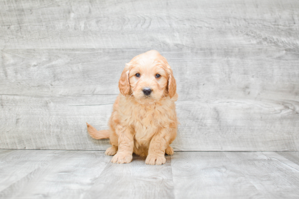 Mini Goldendoodle Puppy for Adoption