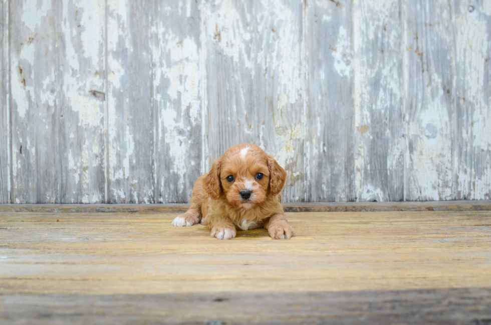 Fluffy Cavapoo Poodle Mix Pup