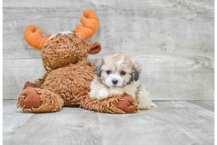 Small Havanese Baby