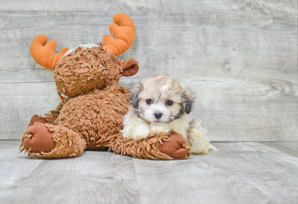 Small Havanese Baby