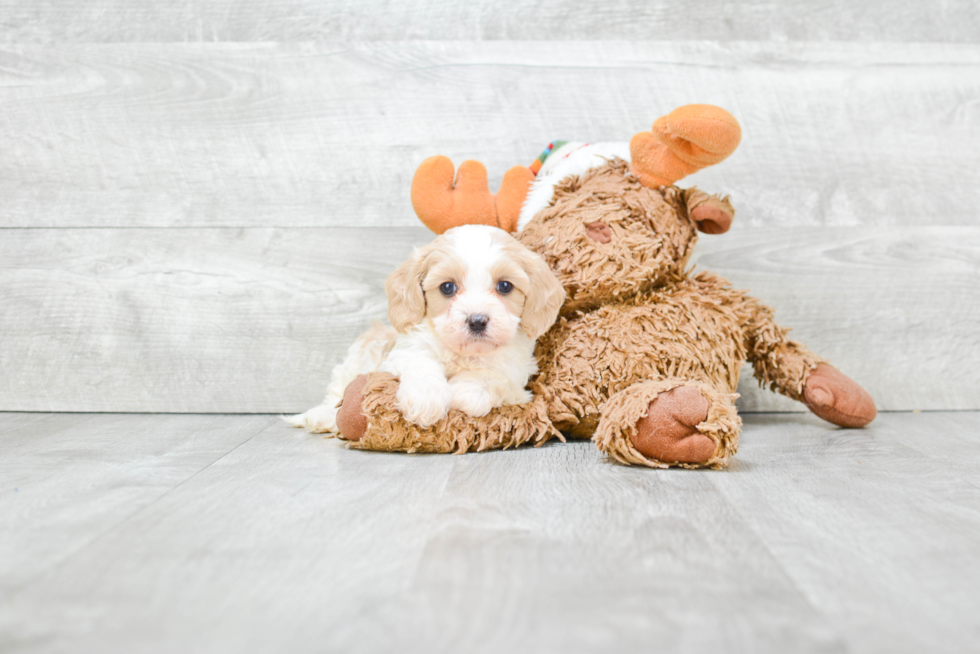 Cavapoo Puppy for Adoption