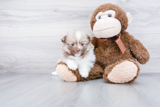 Hypoallergenic Pomeranian Purebred Pup