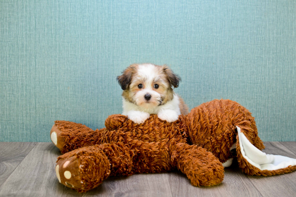 Havanese Pup Being Cute