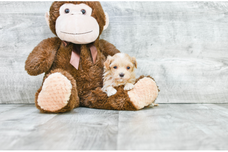 Maltipoo Puppy for Adoption