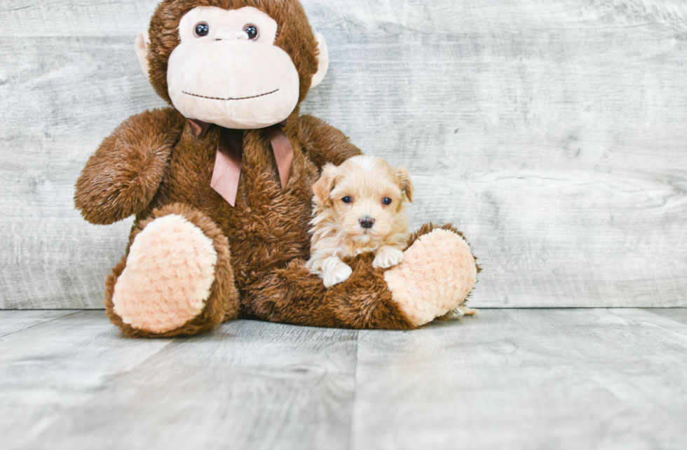 Maltipoo Puppy for Adoption