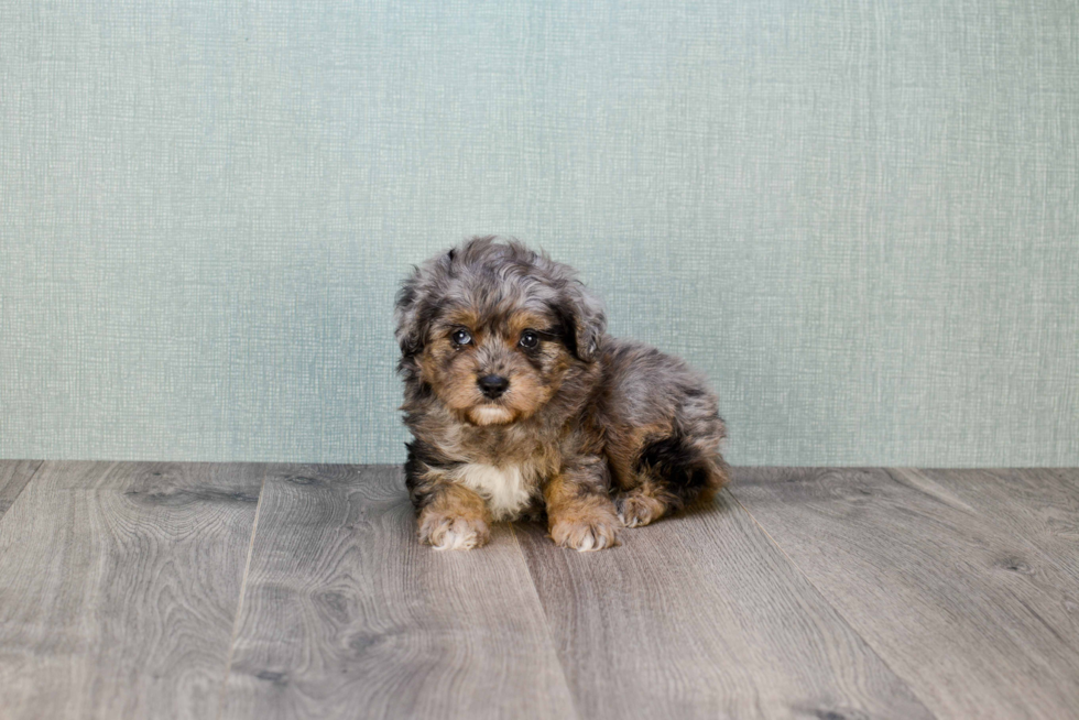 Popular Mini Aussiedoodle Poodle Mix Pup