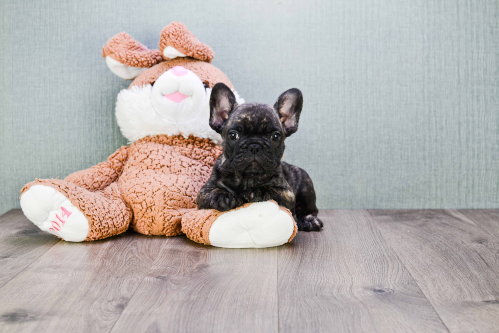 Best French Bulldog Baby