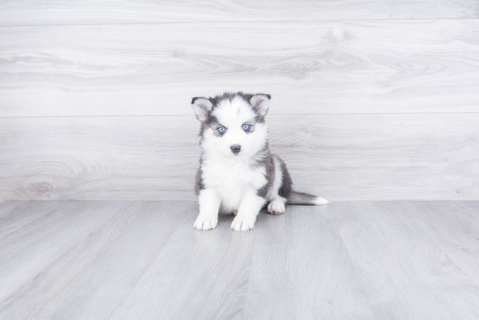 Fluffy Pomsky Designer Pup