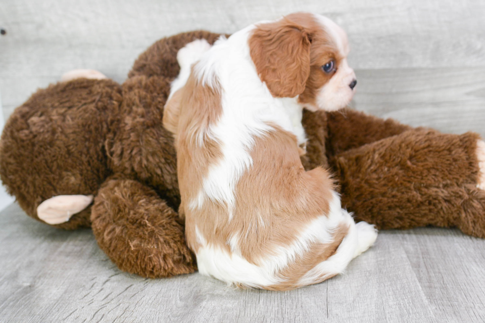 Cavalier King Charles Spaniel Pup Being Cute