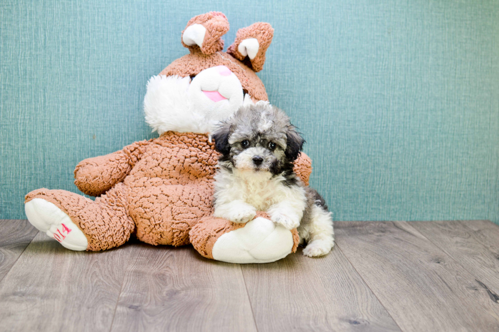 Best Havanese Baby