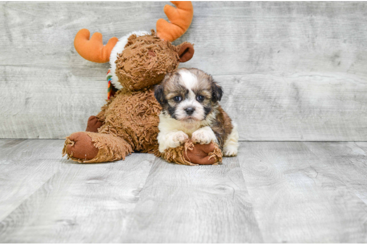 Teddy Bear Puppy for Adoption