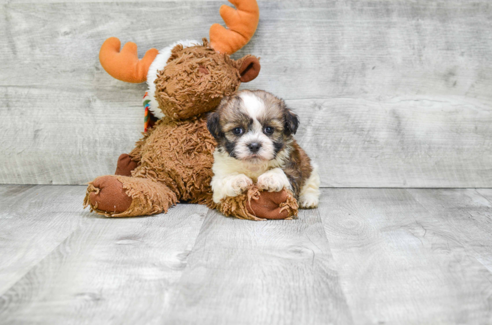 Teddy Bear Puppy for Adoption