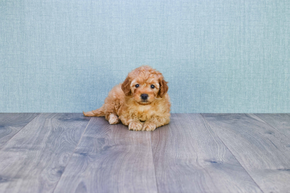 Funny Mini Goldendoodle Poodle Mix Pup