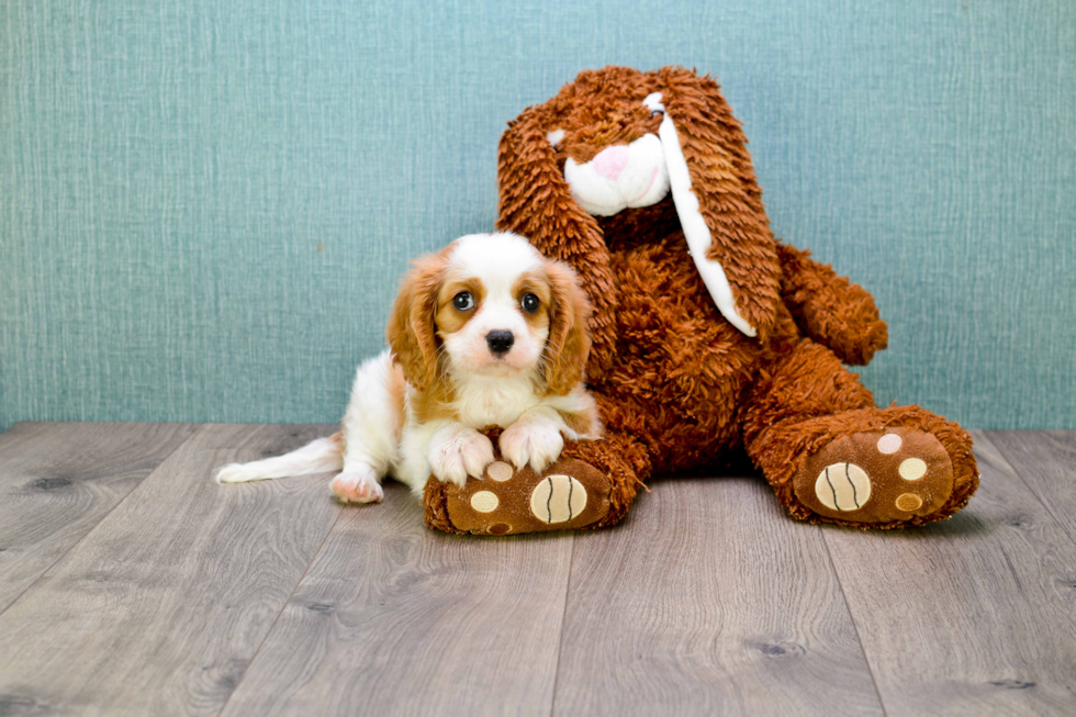 Cavalier King Charles Spaniel Puppy for Adoption