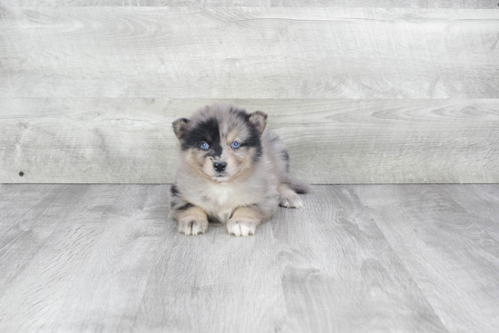 Best Pomsky Baby